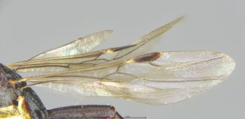 Media type: image;   Entomology 9051 Aspect: wing